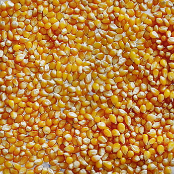 pile, corn kennels, Popcorn, Corn, Macro, Kernel, Kernels, food, maize, full frame, backgrounds