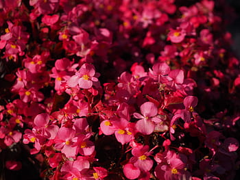 아이스 베고니아, 꽃, 빨간, 매크로, 닫다, 플로라, 바이올린, 베 고니아 semperflorens cultorum, 베 고니 아 semperflorens 하이브리드, 신의 눈, 베고니아 잎 식물