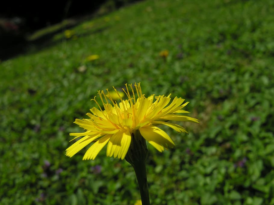 Dandelion, Flower, Yellow, Summer, natural, garden, meadow, fragility, growth, petal, flower head