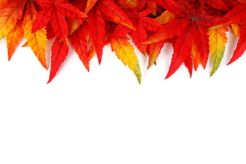 red cannabis plant, green, yellow, red leaves, abstract, autumn, background, bright, frame, color, decoration