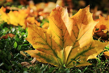 autumn, colors, fall colors, fall of leaves, golden autumn, leaves, real leaves, autumn colors, nature, colorful, fall foliage