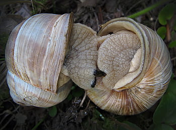 hlemýždi, hltal, milostná hra, zavřít, Ulita šneka, milenci, shell