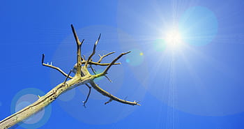 drought, tree, dead plant, arid, heat, climate change, climate, hot, water emergency, sun, sky