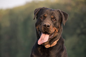 dog, rottweiler, animals, pet, portrait, mammal, brown, tongue, necklace, dog breeds, sweet