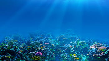 mare, pesce, subacqueo