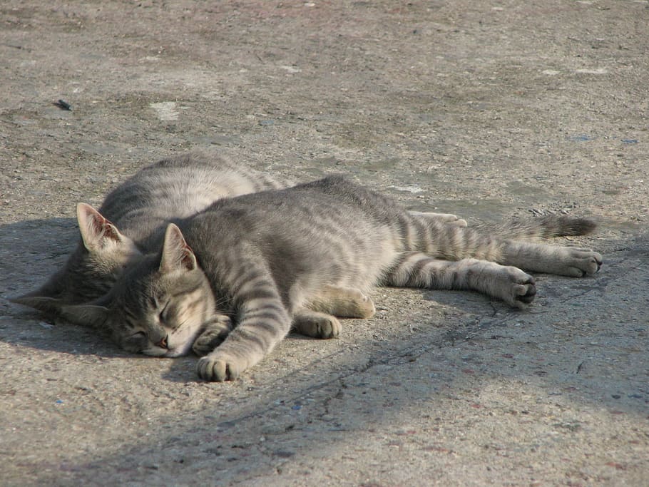 Cats, Twins, Katze, Sunshine, grey, relaxed, animals in the wild, lying down, one animal, animal themes, relaxation
