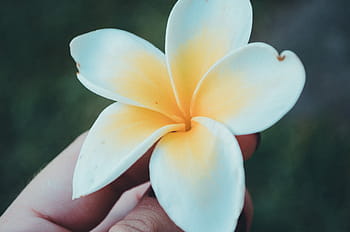 person, holding, white-and-yellow plumeria flower, flower, white, bloom, hand, nature, petals, petal, one person