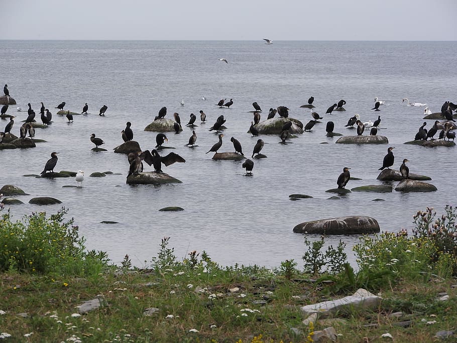 cormorano, stormo, uccelli, uccello acquatico, mare, costa, Ali, phalacrocorax, gabbiani, cigni, uccello