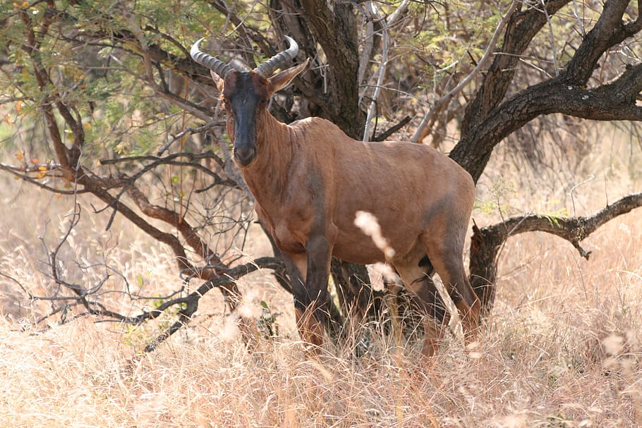 antilopa, Afrika, safari, zvíře, volně žijících živočichů, gazela