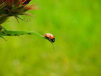 red, ladybug, green, leaf, coccinellidae, beetle, elytron, siebenpunkt ladybird, siebenpunkt, coccinella septempunctata, crawl