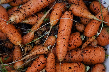 wortels, bodem, groenten, vuil, tuin-, voedsel, aarde, biologisch, rauw, tuinieren, groeiend