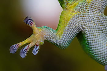 green, white, lizard, gecko, hand, sticky, nature, reptile, animal, amphibian, wallpaper