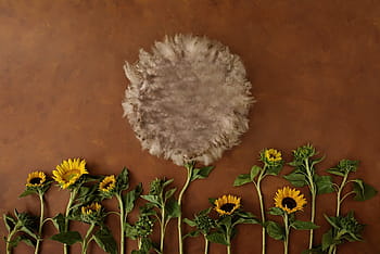 flower, backdrop, newborn, prop, backdrop for newborn, photography, growth, plant, fragility, close-up, day