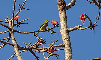 Bird, Golden Oriole, Flower, shimul, bombax ceiba, cotton tree, red silk-cotton, red cotton tree, silk-cotton, kapok, ceiba pentandra
