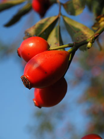 Rose Hip, Fruit, Wild Rose, Plant, red, sammelfrucht, dog rose, bush, rose greenhouse, rosa canina, haegen