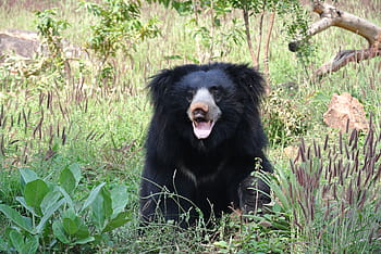 black, bear, grass field, sloth bear, india, animal, sloth, nature, wild, asia, wildlife