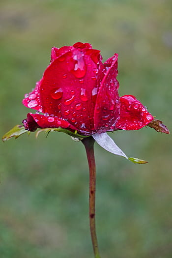 rose, flower, petal, rain, wet, raindrop, drop of water, blossom, bloom, nature, red
