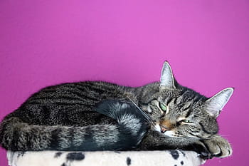 ネコ、 可愛い、 動物、 ペット、 国内の、 哺乳類、 子猫、 グレー、 肖像画、 毛皮、 ふわふわ