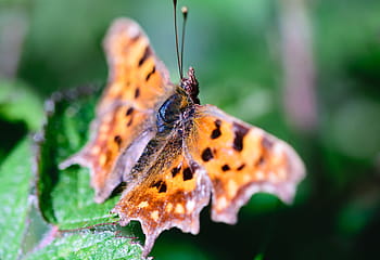 Mariposa, insecto, naturaleza, alas, verano, macro, naranja, animal, verde, planta, jardín