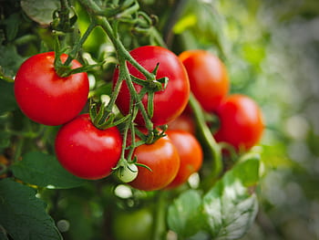 rajče, rostlina, zelenina, jídlo, rajčata, zahrada, zdravý, zelená, Červené, čerstvý, vegan