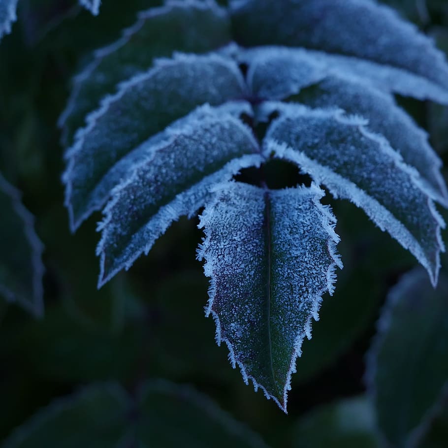 detailní, fotografie, list mentha, zamrzlý, mráz, led, listy, rostlin, Studený, Příroda, zimní