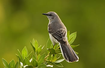 superficiale, fotografia a fuoco, nero, uccello, mimo, arroccato, natura, settentrionale, ramo, America, seduta