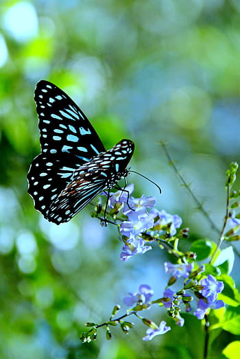 hitam, biru, kupu-kupu, bertengger, petaled flower, closeup, fotografi, serangga, bunga, baik, taman