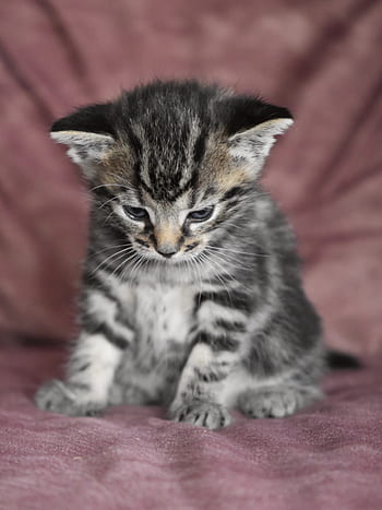 cat baby, kitten, cat, small animal, baby cat, pet, cat portrait, cute, sweet, mieze, young animal
