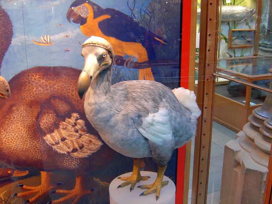 taxidermy, bird, standing, dodo, extinct, painting, drawing, mauritius, terrestrial, extinction, dodo bird
