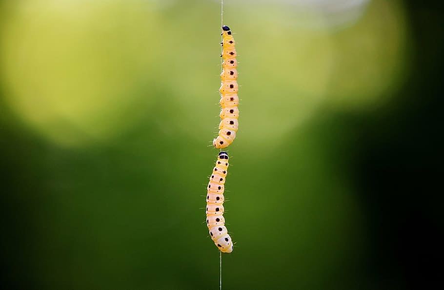 shallow, focus photography, two, yellow, larvae, hanging, silk, larva, wax moth, galleriinae, caterpillar