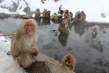 paviány, sněhové opice, makak, japonský, jigokudani, primát, sníh, Japonsko, volně žijících živočichů, opice, onsen