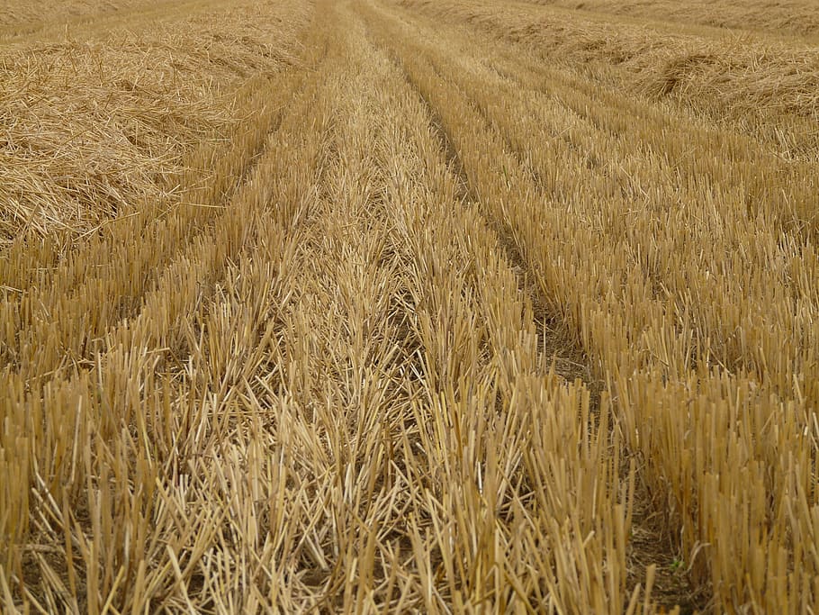 glean, stubble, harvest, cereals, stalk, halme
