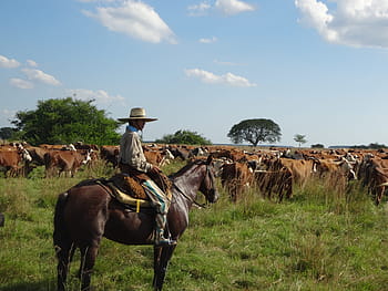 hombre, equitación, caballo, campo de hierba, Gaucho, Argentina, ganado, vacas, sombrero de vaquero, vaquero, salvaje oeste