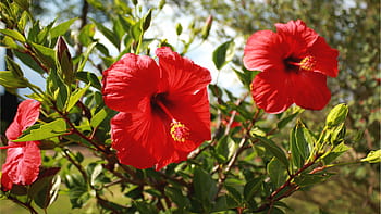 ibišek, červená květina, rostlina, Příroda, park, gran canaria, exotický, exotické květiny, květiny, sléz, keř