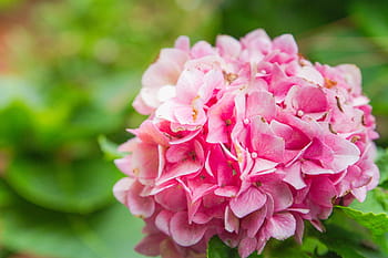 pink petal flowers, pink, petal, flowers, flower, hydrangea, blooming, floral, plant, spring, colorful
