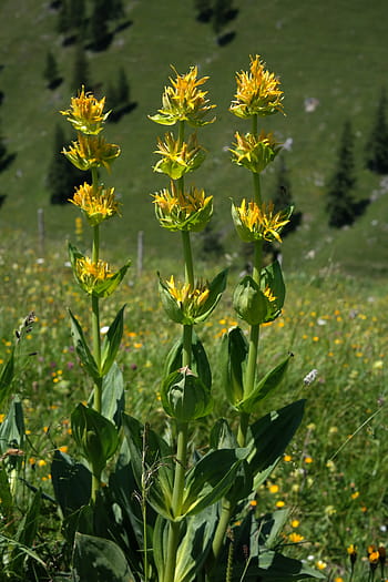 žlutý hořec, květ, žlutá, alpská květina, alpské rostliny, horské květiny, horská rostlina, gentiana lutea, hořec, gentiana, rostlina hořce