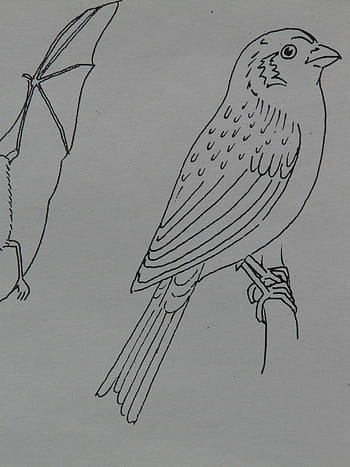 bird, sparrow, animal, coloring pages, paint, draw, sign template, drawing, imagine
