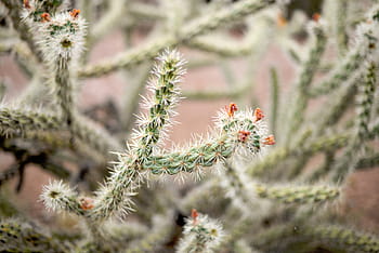 selektivní, zaostřovací fotografie, kaktus, Příroda, rostlina, skákání, cholla, zelená, detail