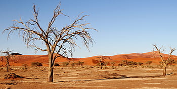 landscape photography, desert, leafless trees, namibia, dunes, africa, sossusvlei, desert landscape, soussousvlie, dry, dead trees