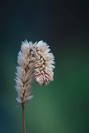 seçici, odak fotoğraf, beyaz, çimen, odak, fotoğrafçılık, çiçek, tomurcuk, bitki, doğa, yeşil