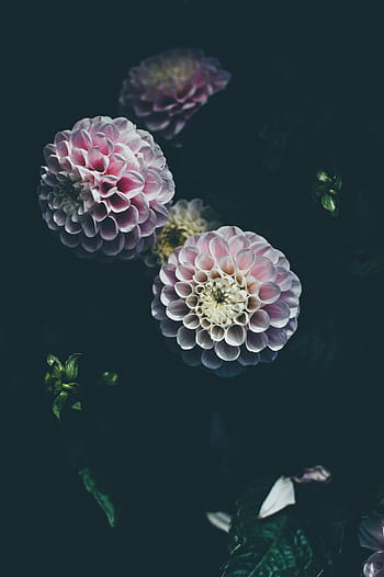 pink-and-white petaled flowers, pink, yellow, flowers, dark, room, dahlia, flower, petals, plant, nature