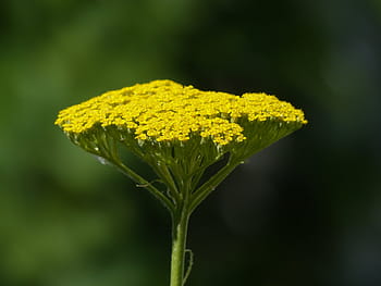 fernleaf, květ, žlutá, achillea filipendulina, tanacetum angulatum willd, tanacetum úhlová vůle, kapradina listnatá, vysoká řebříček, vysoký snop, zlatá řebříček, žlutá řebříček