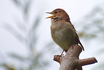 usignolo, uccello, cantare, cantando, birdwatching, mondo animale