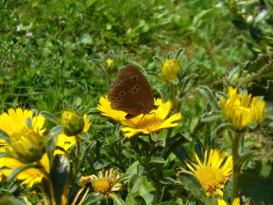 Satyrinae, Butterfly, Insect, Flower, nature, flowers, butterfly - Insect, summer, beauty In Nature, animal Wing, green Color