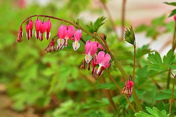 bleeding heart, spring, flowers, nature, plants, hart, tabitha, landscape, spring flowers, forest, leaf