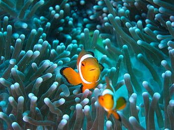 clownfish, potápění, sasanka, podmořský, moře, Ryba, pod vodou, klaun ryby, zvířat