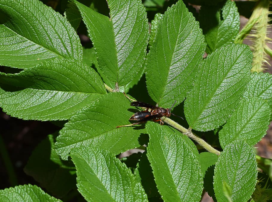 papírové vosy, vosa, hmyz, opylovače, zvíře, Příroda, fauna, listy růže, listy, rostlina, růže rugosa