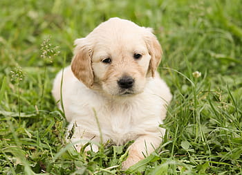 zlatý, retrívr štěně, zelená, tráva, štěně, Pes, Zlatý retriever, domácí zvíře, hundeportrait, ven, v