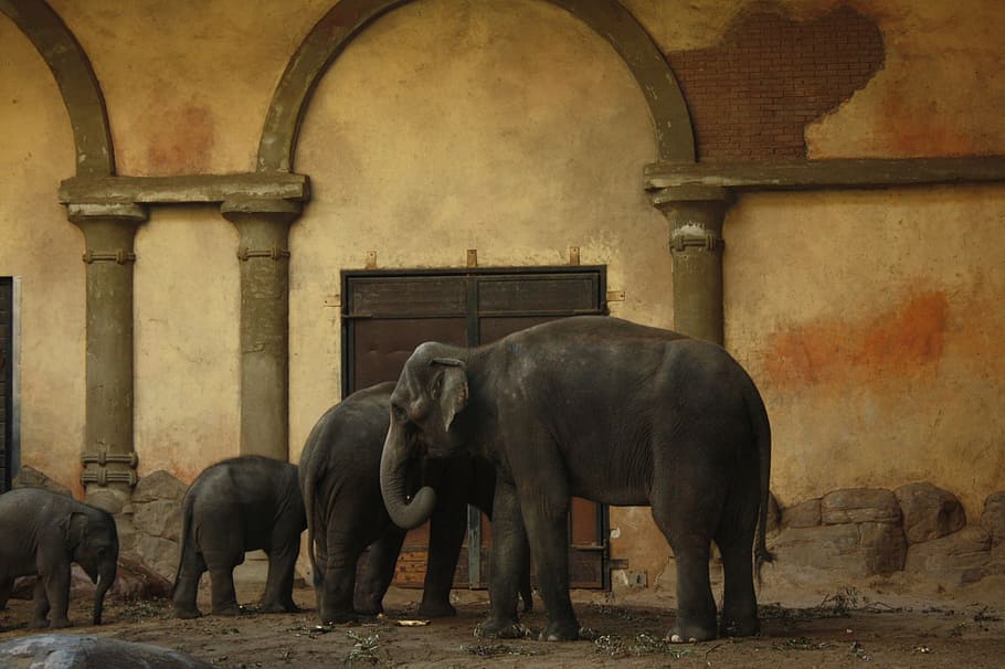 هاجن بيك حديقة الحيوانات، حديقة حيوان، hagenbeck، هامبورغ، الفيل، عالم الحيوان، حيوان حديقة الحيوان