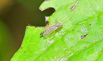 naturaleza, insecto, tarde, insecto volador, animales, macro, bichos, animal, bichito, detalle, planta